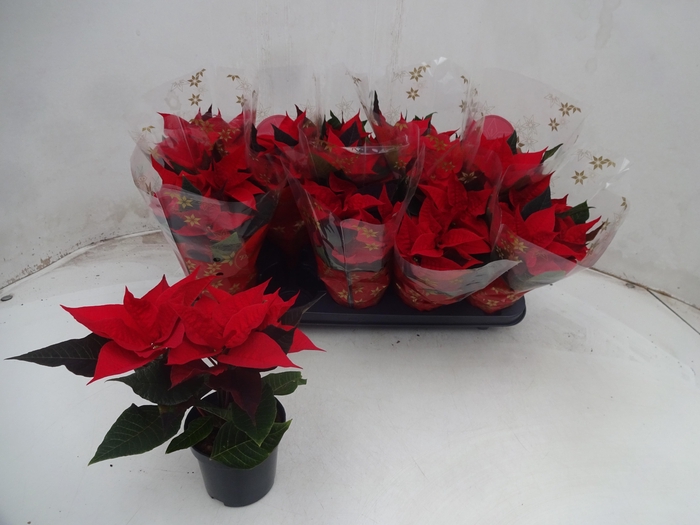 <h4>EUPHOR P CHR F RED</h4>