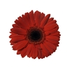 GERBERA FORZA >10 CM DIAM <050 CM VERMELHO