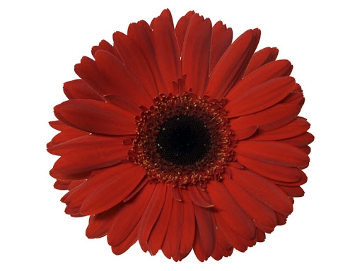 <h4>GERBERA FORZA >10 CM DIAM <050 CM VERMELHO</h4>