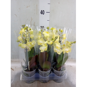 Phalaenopsis multi. 'FC SunnyShore'