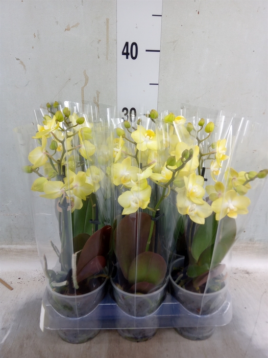 <h4>Phalaenopsis multi. 'FC SunnyShore'</h4>