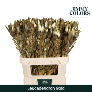 Leucadendron gekleurd Mtlc. Goud