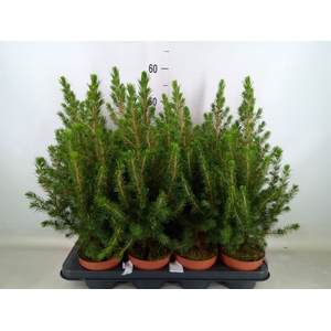 Picea glauca 'Conica'