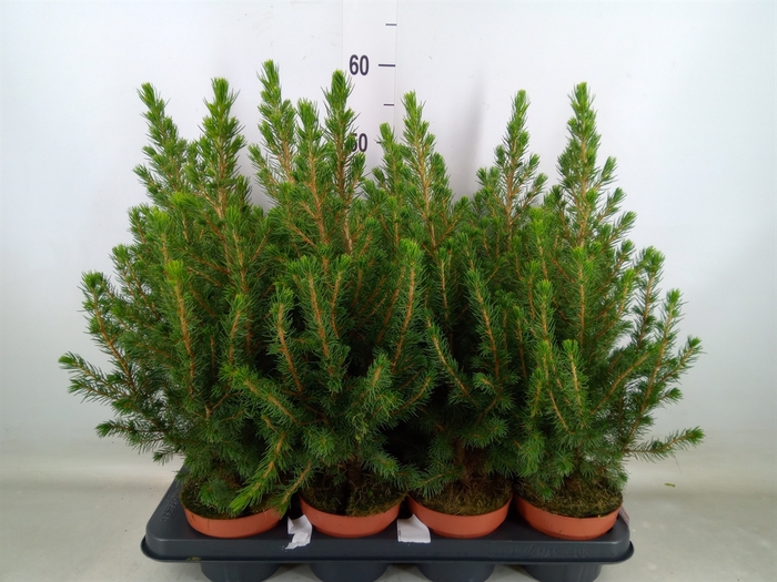 <h4>Picea glauca 'Conica'</h4>