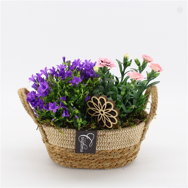 CACR-2401 Campanula creatie