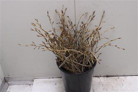 <h4>Peuplier Round</h4>