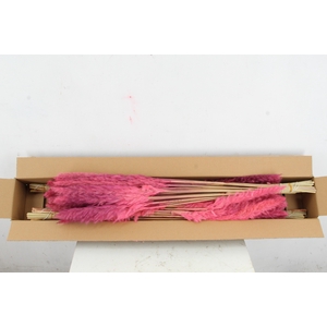 DF Pampas Silvy O.Pink