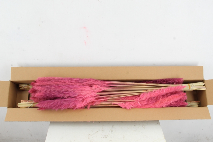 <h4>DF Pampas Silvy O.Pink</h4>