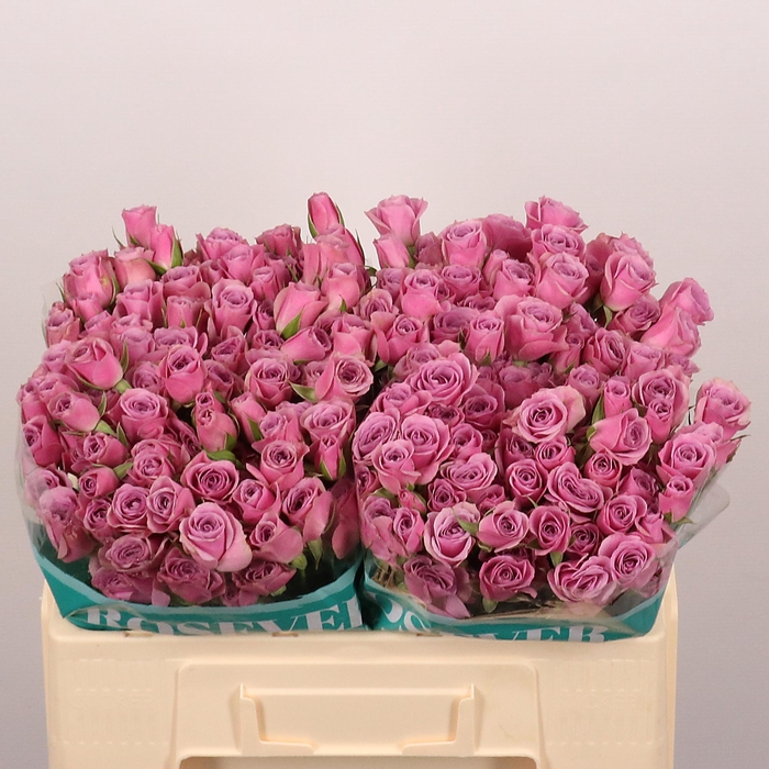 <h4>R TR NOVA ROSEVER</h4>