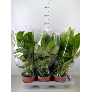 Fatsia japonica   ...