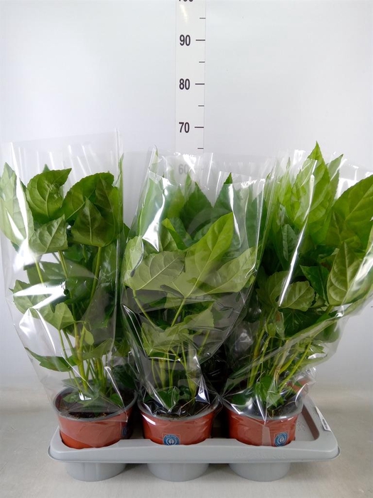 <h4>Fatsia japonica   ...</h4>