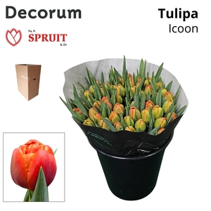 TU DU ICOON Aqua Box 50