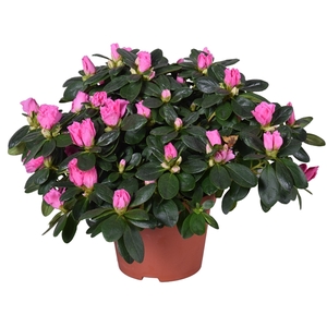 Azalea Vogel roze 13cm