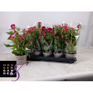 Celosia arg. CR 'Twisted Pink'