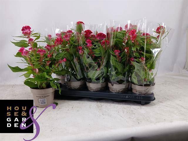 <h4>Celosia arg. CR 'Twisted Pink'</h4>