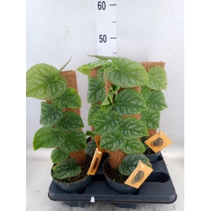 Monstera dubia    ...juveniel