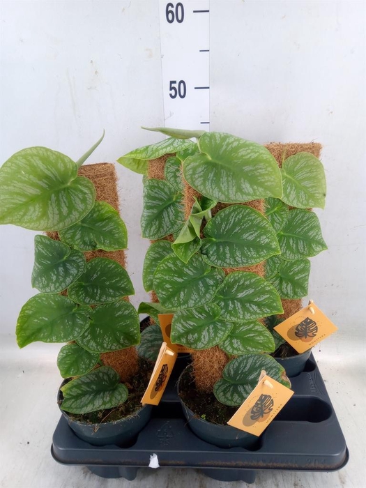 <h4>Monstera dubia    ...juveniel</h4>