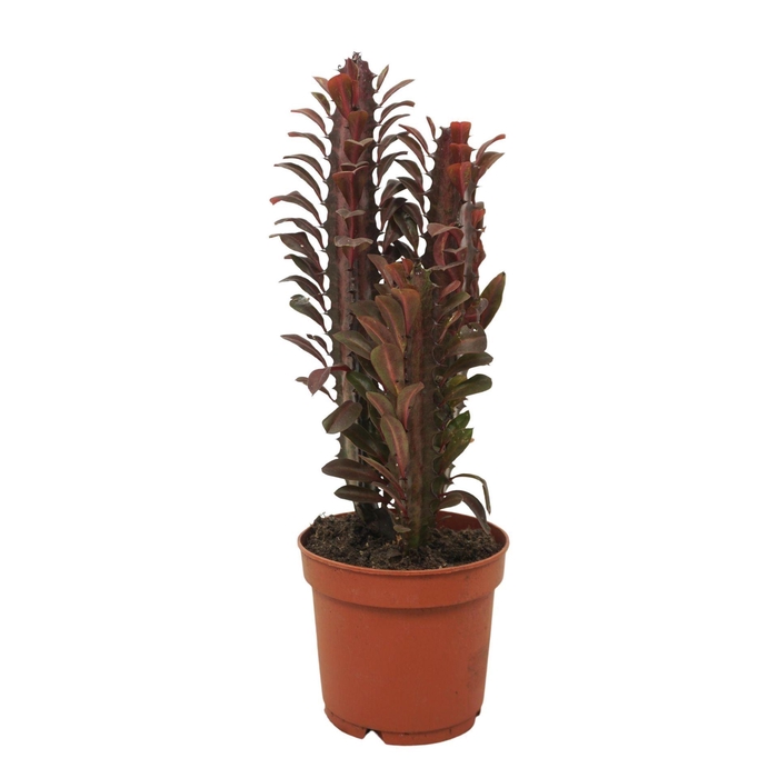 <h4>Euphorbia Rubra</h4>