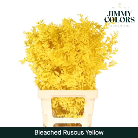 Gebleekt Ruscus Italiaans L70 Klbh. geel