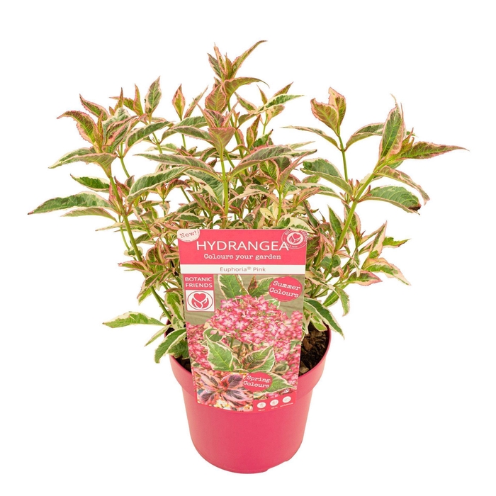 <h4>Hydrangea serrata</h4>