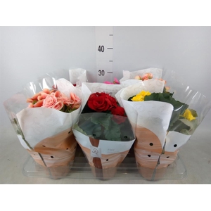 Begonia elat. DU   ...mix