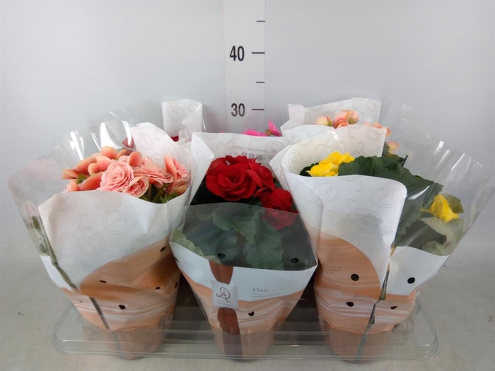 <h4>Begonia elat. DU   ...mix</h4>