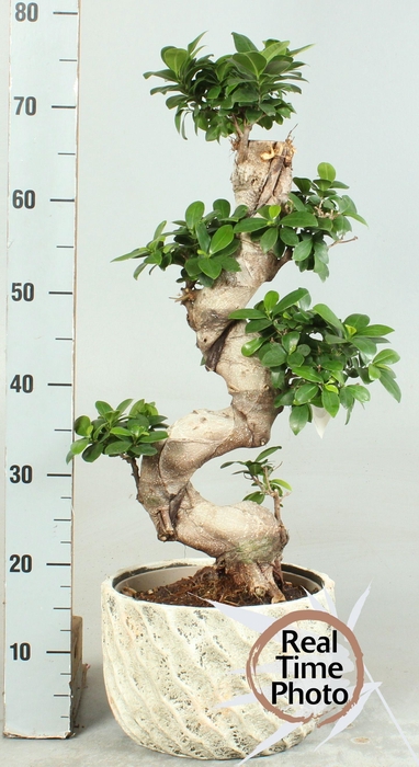 <h4>FIC MI GINSENG</h4>