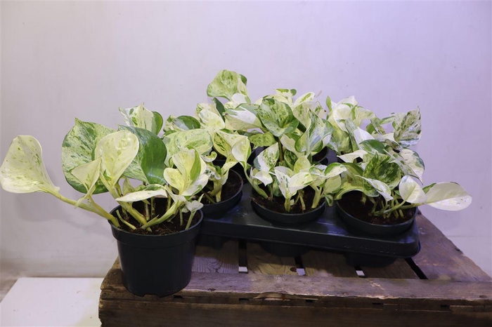 <h4>Epipr Happy Leaf</h4>