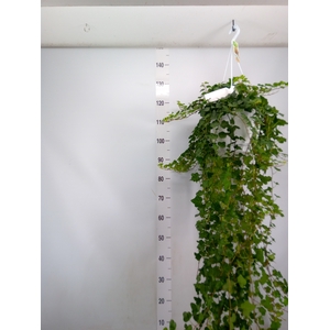 Hedera helix 'Wonder'
