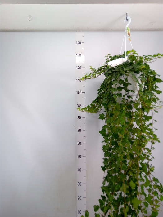 <h4>Hedera helix 'Wonder'</h4>