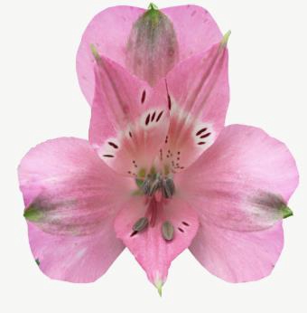 <h4>Alstr Mermaid</h4>