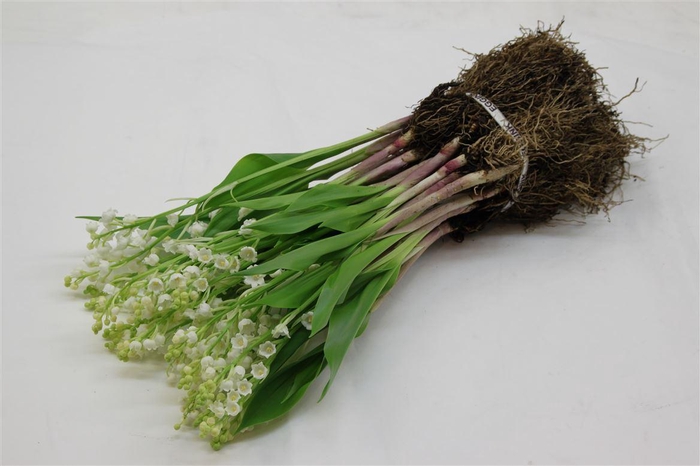 <h4>Convallaria Majalis</h4>