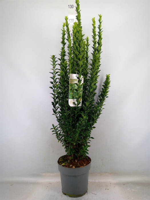 <h4>Euonymus japon. 'Green Spire'</h4>
