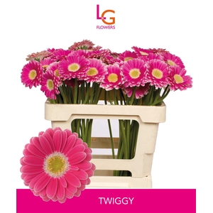 Germini Twiggy Water