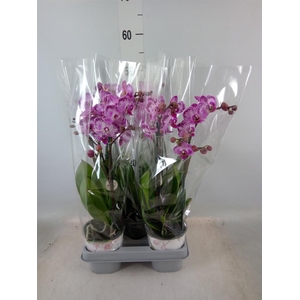 Phalaenopsis   ...mix