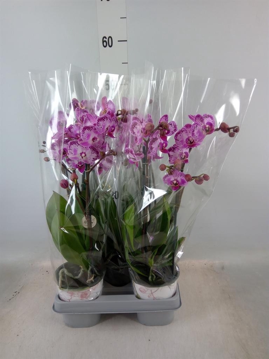 <h4>Phalaenopsis ...mix</h4>