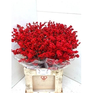 ILEX MAG SUPREME RED
