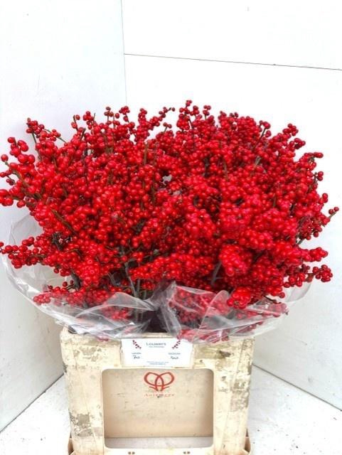 <h4>ILEX MAG SUPREME RED</h4>