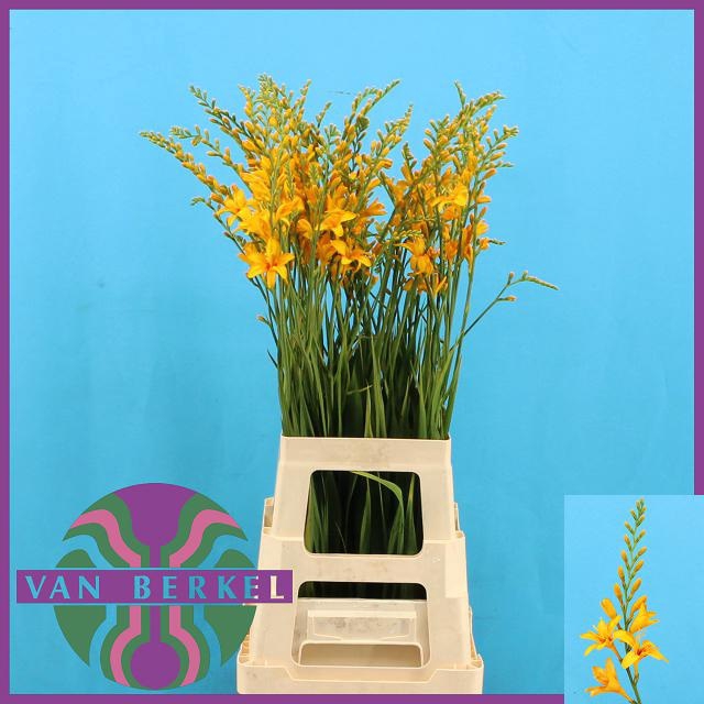 <h4>CROCOS SUZANNA</h4>