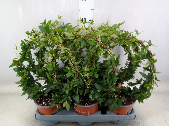 <h4>Hedera helix 'Shamrock'</h4>