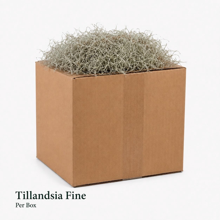 <h4>TILLANDSIA USNEOIDES</h4>