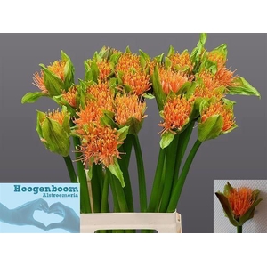 SCAD M FLAME