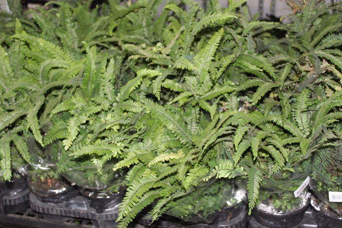 <h4>AVENCA FULVUM P15</h4>