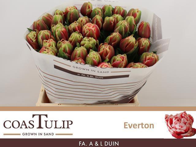 <h4>TU DU EVERTON</h4>