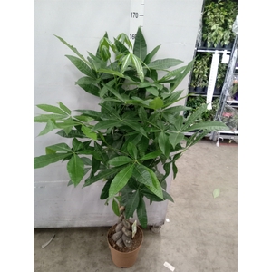 Pachira aquatica