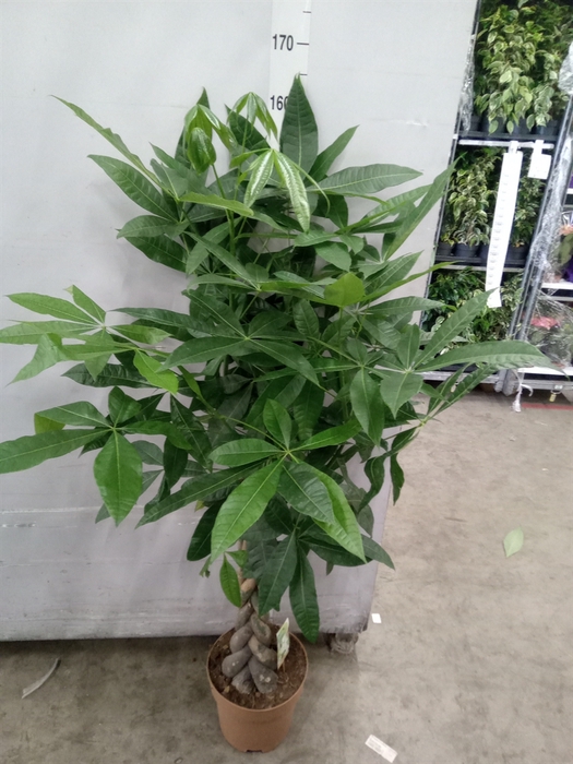 <h4>Pachira aquatica</h4>