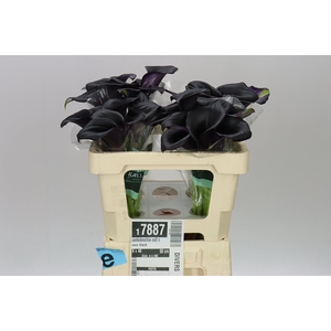 Zantedeschia Call Ceara Black