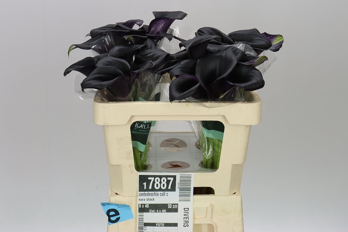 <h4>Zantedeschia Call Ceara Black</h4>