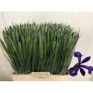 IRIS BLUE MAGIC