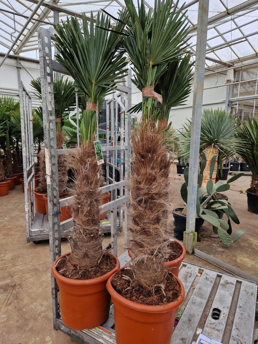 <h4>TRACHYC WAGNERIAN</h4>